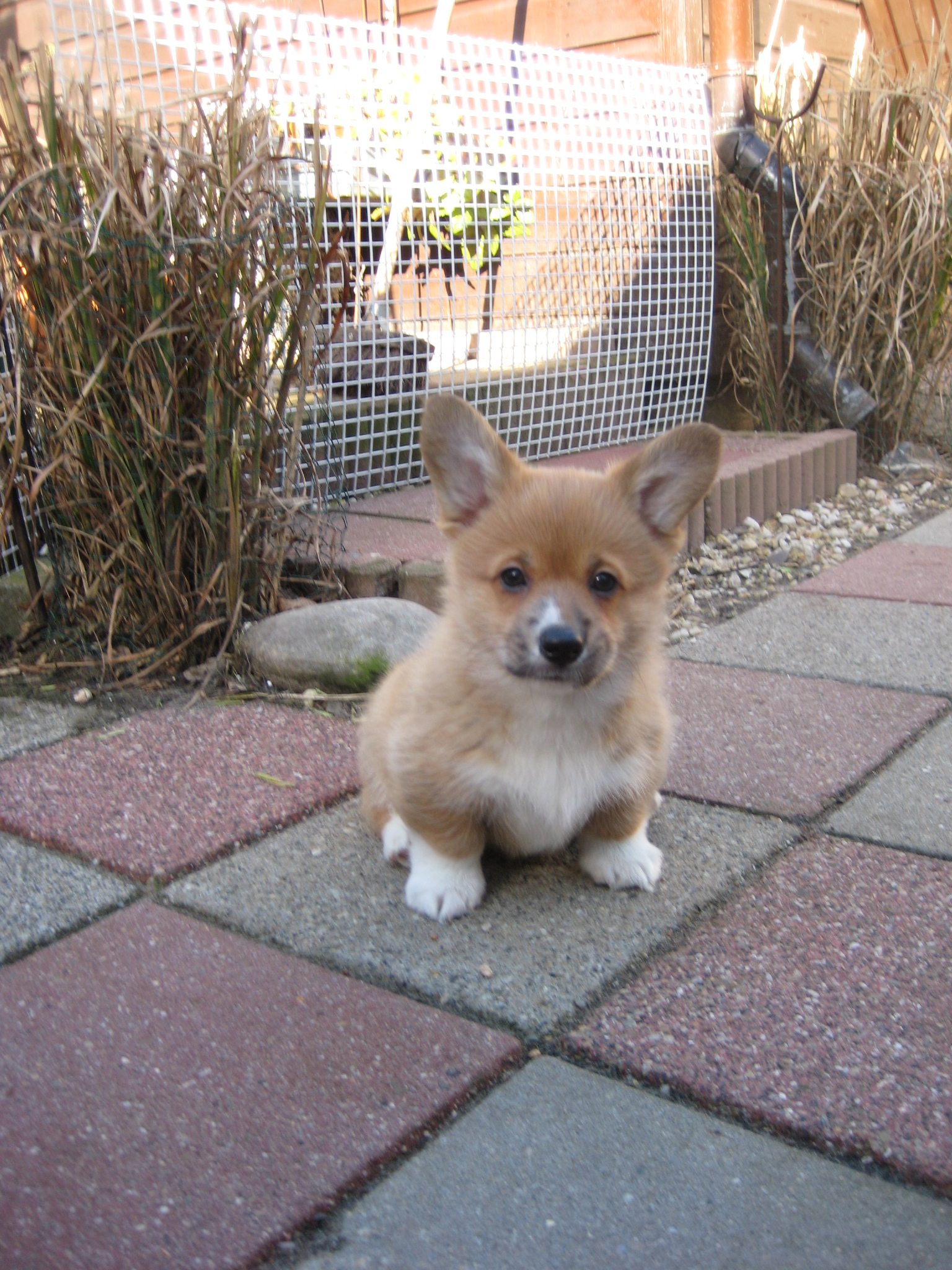 Puppy's